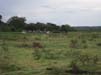Kaudulla Nationalpark