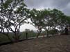 Dambulla